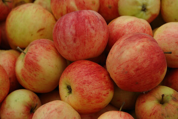 Background of large red-yellow apples. A lot of juicy, ripe, bicolored apples striped with yellow and red, seasonal fruit gathering, fall harvest in apple garden