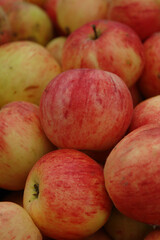 Background of large red-yellow apples. A lot of juicy, ripe, bicolored apples striped with yellow and red, seasonal fruit gathering, fall harvest in apple garden