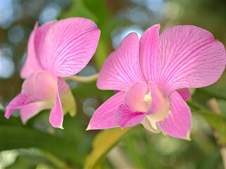 Closeup pink purple Cooktown orchid flowers in garden ,macro image ,sweet color for card design ,soft focus, blurred background