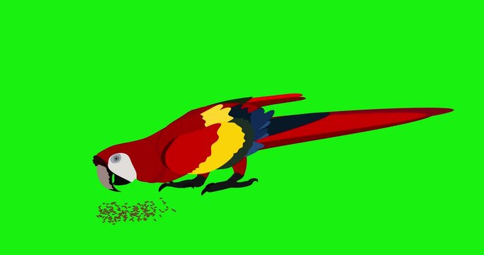 animation of a red macaw walking and eating seeds, animation on green screen background