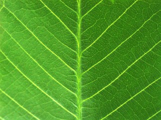 Closeup green leaf of plant in garden with blurred background, macro image and blur and bright background, soft focus, sweet color, nature leaves for card design