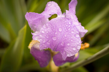 A blooming Bud of iris with rain drops. Close up. Selective focus.