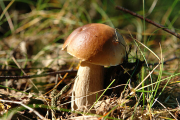 Large mushroom Boletus edulis f. betulicola (penny bun, king bolete, cep, porcino or porcini) in the forest on a sunny autumn day, closeup, copy space for text