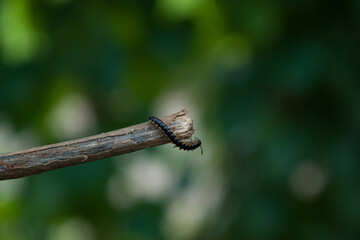 he greenhouse millipede is a species of millipede in the family Paradoxosomatidae.