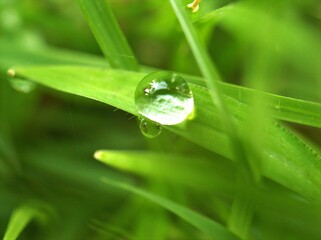 Closeup water drops on green grass in garden with shinrlight ,macro image , soft focus, blurred background, nature leaves ,dew on leaf for card design