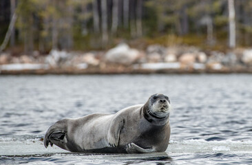 Seal resting on an ice floe. The bearded seal, also called the square flipper seal. Scientific name: Erignathus barbatus. White sea, Russia
