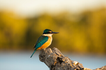Fototapeta premium Kingfisher 