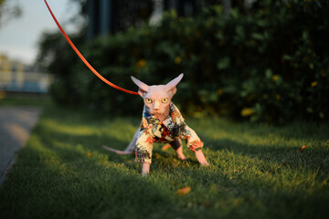 Sphinx hairless cat in dress stand in grass, open big green eyes, surprised face
