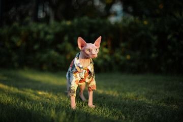 Sphinx hairless cat in dress stand in grass, open big green eyes, surprised face