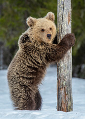 Brown bear cub standing on hind legs by the tree on the snow in winter forest.  Ursus arctos, wild nature.  Natural habitat