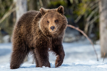 Obraz premium Bear cub on the snow in winter forest. Wild nature. Natural habitat. Brown bear, Scientific name: Ursus Arctos Arctos.