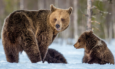 She-bear and bear cubs on the snow in winter forest. Wild nature. Natural habitat. Brown bear, Scientific name: Ursus Arctos Arctos.