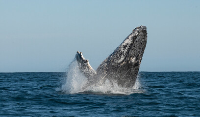 Fototapeta premium Humpback whale breaching. Humpback whale jumping out of the water. South Africa.