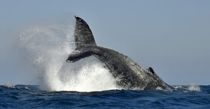 A Humpback whale raises its powerful tail over the water of the Ocean.. The whale is spraying water. Scientific name: Megaptera novaeangliae. South Africa.