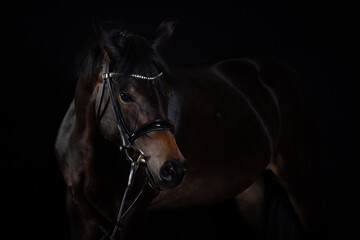 Fototapeta premium Horse black portraits in the studio low key, horse bows his head and puts his ears on..