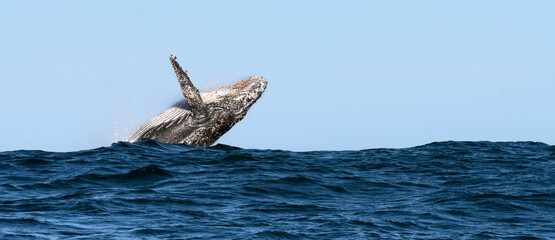 Humpback whale breaching. Humpback whale jumping out of the water. South Africa. © Uryadnikov Sergey