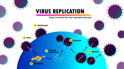 scientific infographic illustrating all stages of the replication cycle of virus genetic material within a human cell, attachment, entry, decoding, multiplication, assembly and release