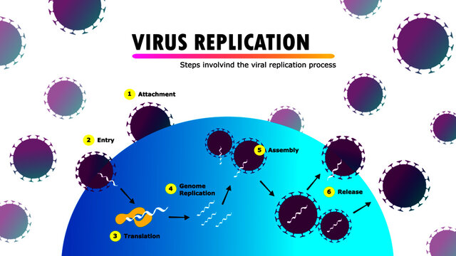 Scientific Infographic Illustrating All Stages Of The Replication Cycle Of Virus Genetic Material Within A Human Cell, Attachment, Entry, Decoding, Multiplication, Assembly And Release