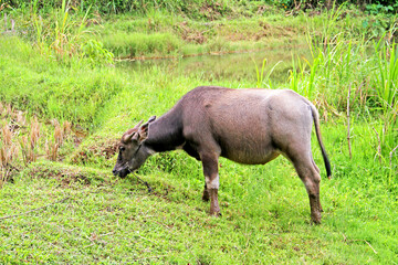 Water buffalo in a field near the town of Bukittinggi in West Sumatra, Indonesia.