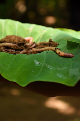 Earth worm on the leaf
