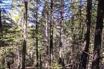 Fototapeta premium Nothing but Trees