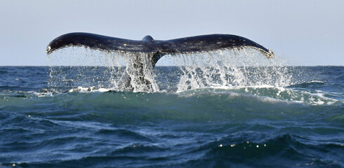 A Humpback whale raises its powerful tail over the water of the Ocean.. The whale is spraying...