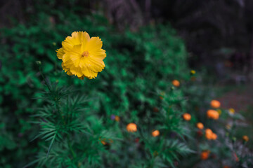 Yellow Sulfur cosmos is blooming in garden.