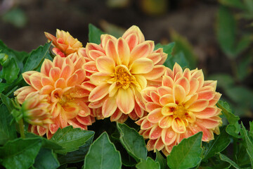 A close up of beautiful orange-yellow dahlia flowers of the 'Dahlietta Surprise Coby' variety. Peachy colored dahlias in the garden after the rain © prambuwesas