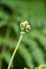 close up of the tip of a fern plant with curly leaves with blurry green background