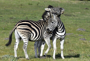 Fototapeta na wymiar Burchell zebras playing in the field, zebras playing in nature reserve in South Africa.