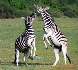 Fototapeta na wymiar Burchell zebras playing in the field, zebras playing in nature reserve in South Africa.