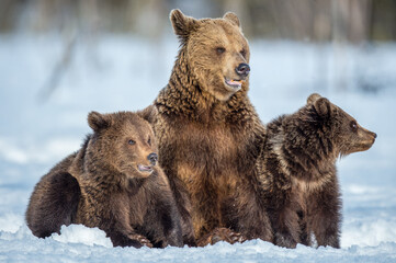 She-bear and bear cubs on the snow in winter forest. Front view.  Natural habitat. Brown bear, Scientific name: Ursus Arctos Arctos.