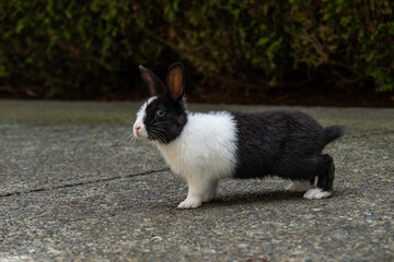 Fototapeta na wymiar portrait of a cute rabbit with white fur chest up and black fur chest down standing on the paved path near the bushes