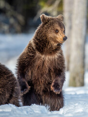 Obraz premium Brown bear cub standing on hind legs on the snow in winter forest. Ursus arctos, Wild nature, Natural habitat