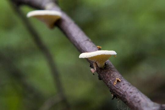 Fungus parasite (Panellus mitis) on trunk tree