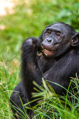 Portrait of Bonobo. Close up. Scientific name: Pan paniscus. Democratic Republic of Congo. Africa.