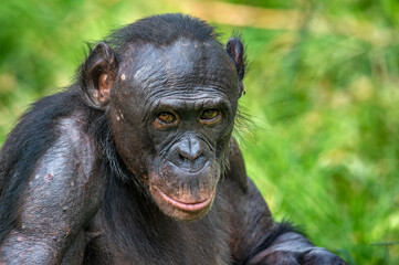 Portrait of Bonobo. Close up. Scientific name: Pan paniscus. Democratic Republic of Congo. Africa.