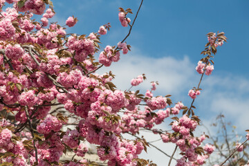 Cherry blossom trees in Paris, France on sunny spring day