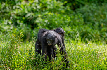Juvenile  Bonobos. Green natural background. The Bonobo, Scientific name: Pan paniscus, earlier being called the pygmy chimpanzee. Democratic Republic of Congo. Africa.