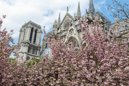 Cherry blossom trees near Notre Dame cathedral in Paris, France on sunny spring day