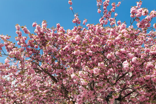 Cherry blossom trees near Notre Dame cathedral in Paris, France on sunny spring day