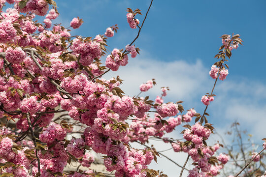Cherry blossom trees in Paris, France on sunny spring day