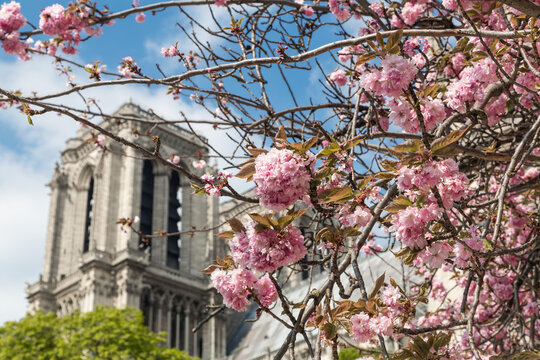 Tower of Notre Dame cathedral with cherry blossom trees in Paris, France on sunny spring day