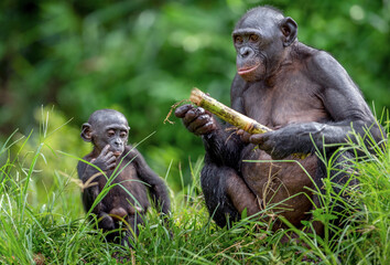 Mother and Cub of Bonobo. Green natural background. The Bonobo ( Pan paniscus), called the pygmy chimpanzee. Democratic Republic of Congo. Africa
