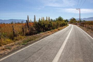 Campo chileno, en un día asoleado de invierno. Plantaciones de parras y nogales