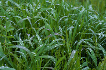 Background from green grass with silver drops of rain water.