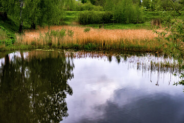 River bank with green grass and trees and last year's orange reed.