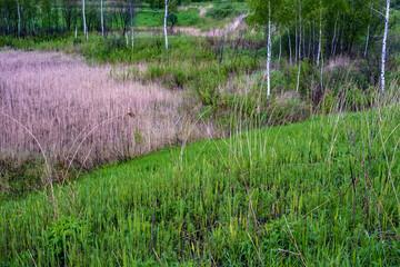 Overgrown swampy lowland with last year's dry grass and thin white trunks of birch trees.