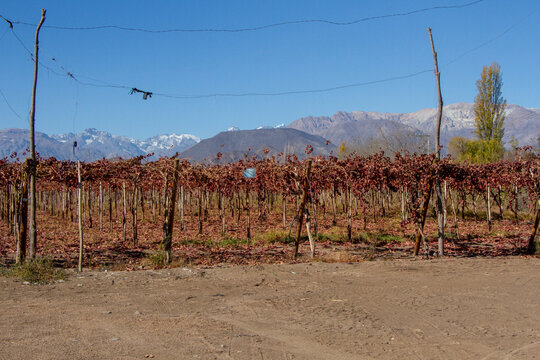 Campo chileno, en un d&iacute;a asoleado de invierno. Plantaciones de parras y nogales