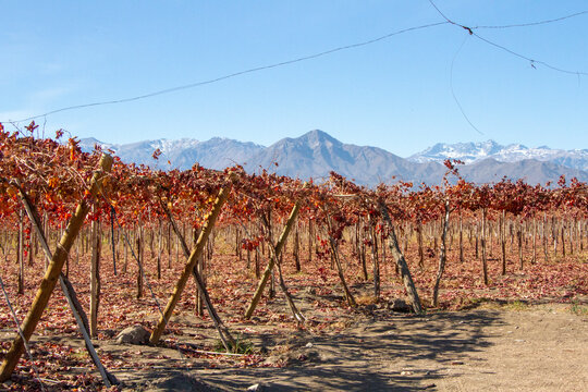 Campo chileno, en un d&iacute;a asoleado de invierno. Plantaciones de parras y nogales